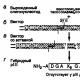 Новые генно-инженерные белки на основе рекомбинантных антител против TNF Ефимов Григорий Александрович